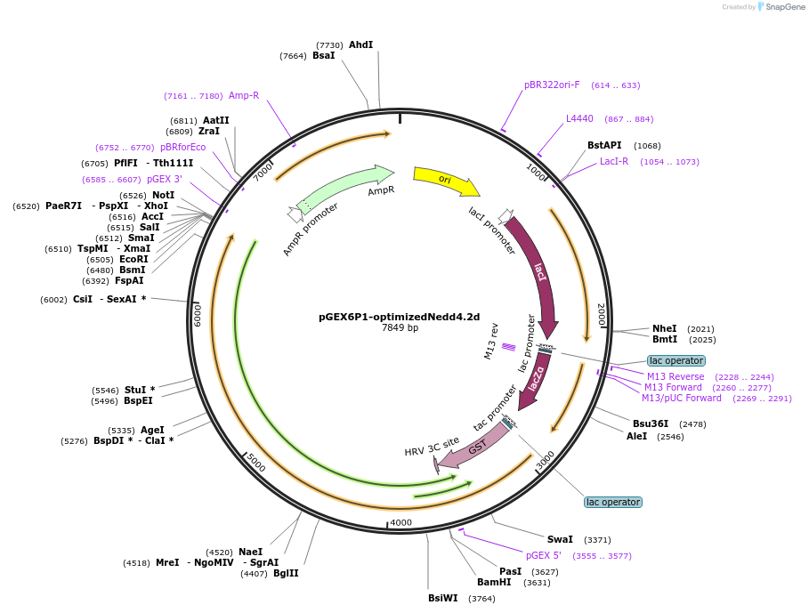 165103-plasmid-map-sequence-id-326705