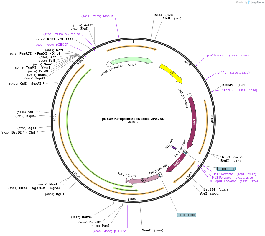 165105-plasmid-map-sequence-id-326708