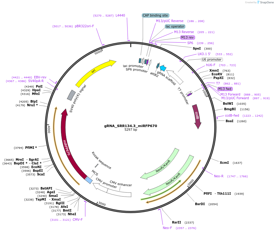 163754-plasmid-map-sequence-id-326713