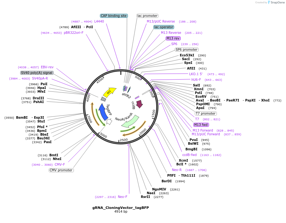 163747-plasmid-map-sequence-id-326714