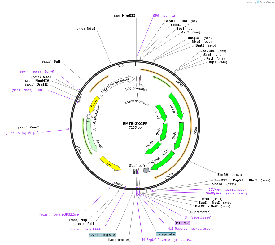 26741-plasmid-map-sequence-id-326715