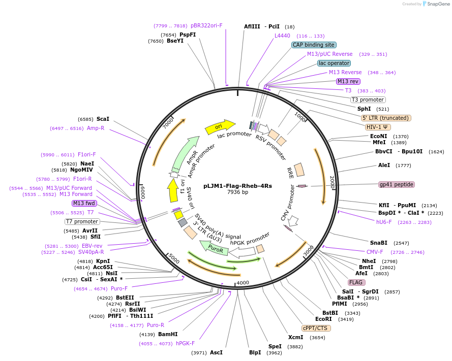 165022-plasmid-map-sequence-id-326717