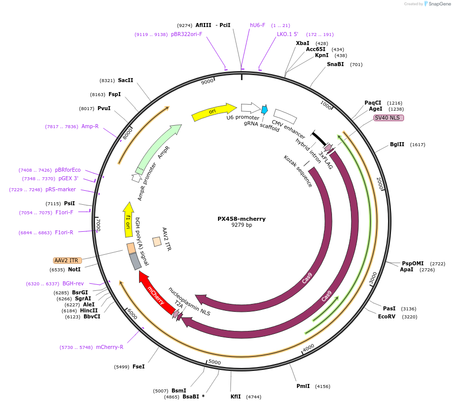 161974-plasmid-map-sequence-id-326719