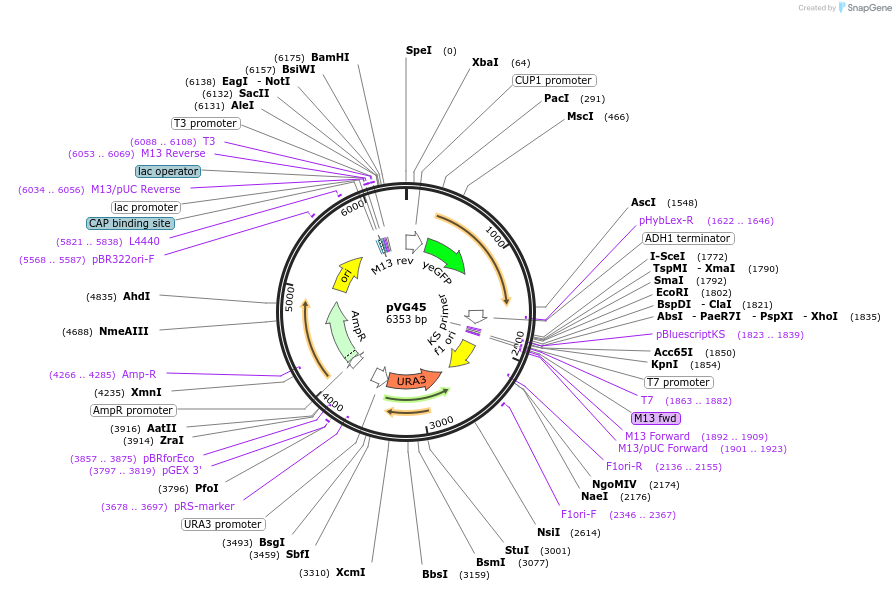164703-plasmid-map-sequence-id-326724