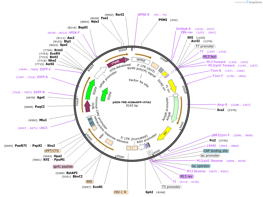 165494-plasmid-map-sequence-id-326725