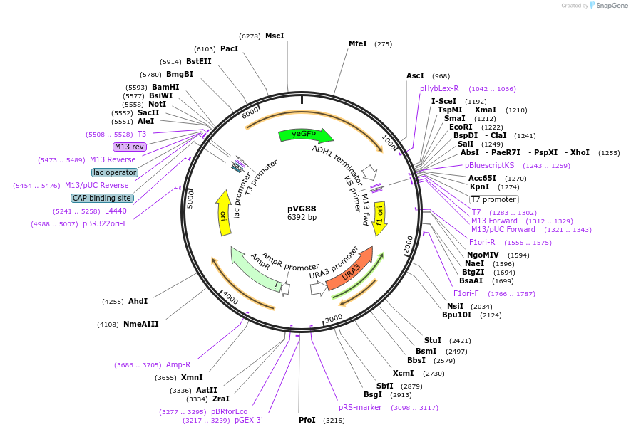 164709-plasmid-map-sequence-id-326983