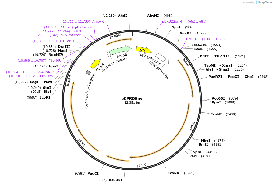 1732-plasmid-map-sequence-id-326991