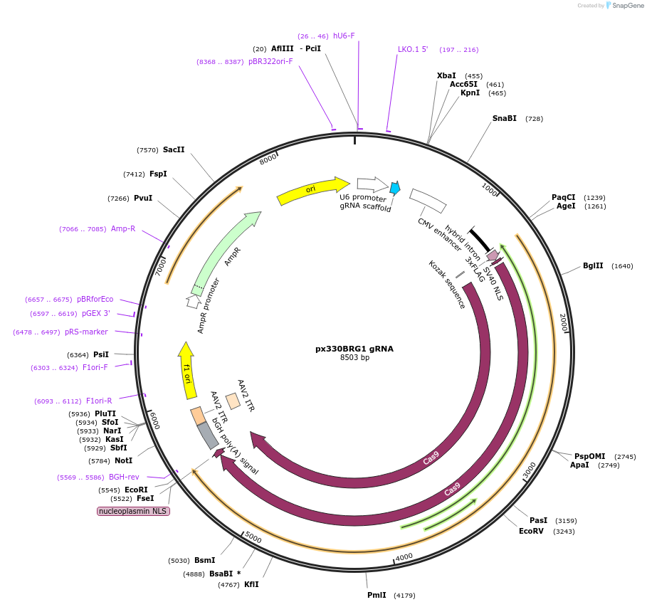 165585-plasmid-map-sequence-id-326993