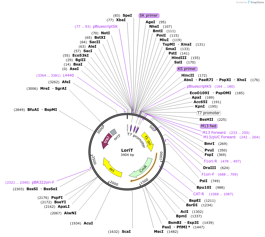 163691-plasmid-map-sequence-id-327008