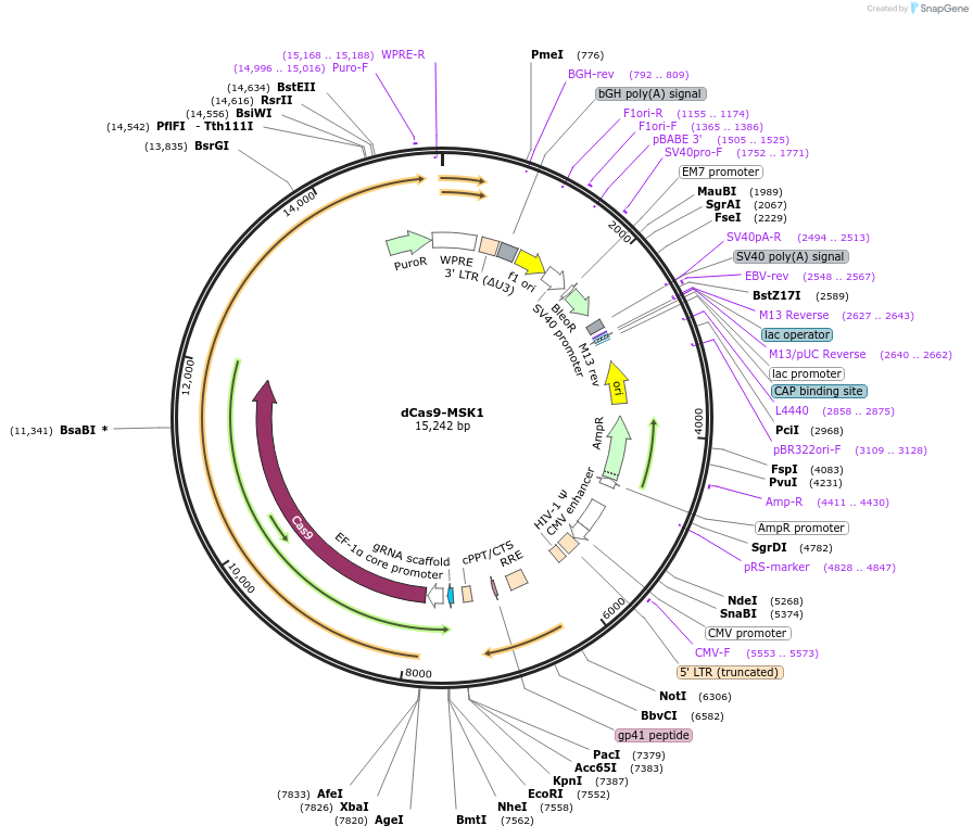 165601-plasmid-map-sequence-id-327023