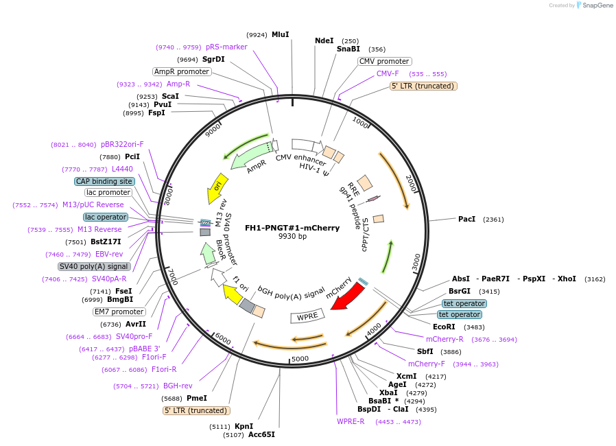 164098-plasmid-map-sequence-id-327028