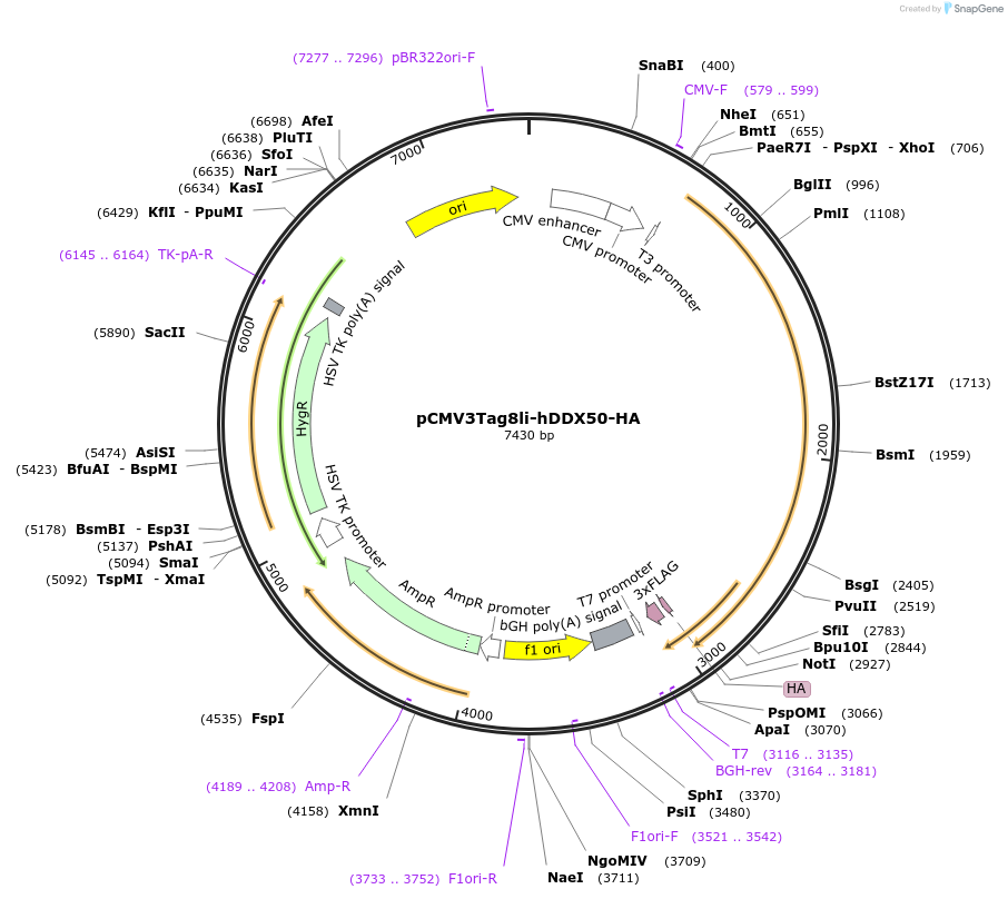 165465-plasmid-map-sequence-id-327030