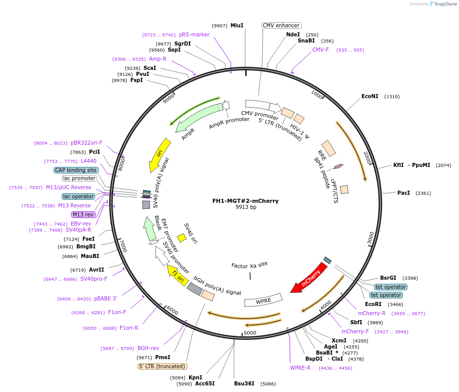 164097-plasmid-map-sequence-id-327034