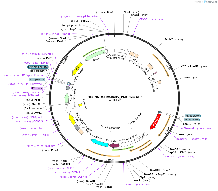 164102-plasmid-map-sequence-id-327036