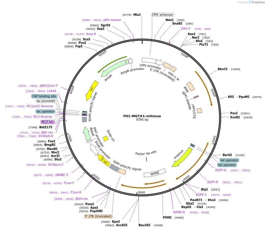 164094-plasmid-map-sequence-id-327040