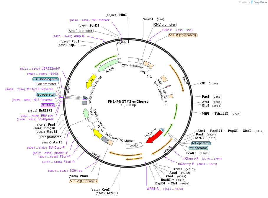 164099-plasmid-map-sequence-id-327046