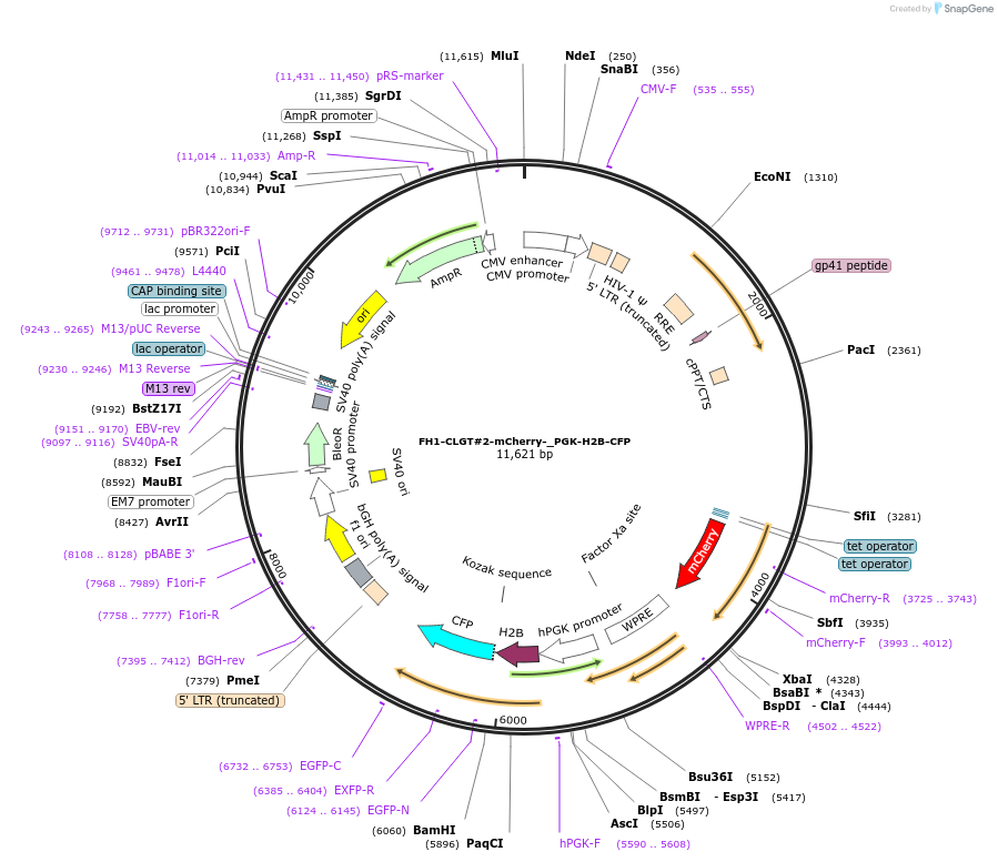 164106-plasmid-map-sequence-id-327050