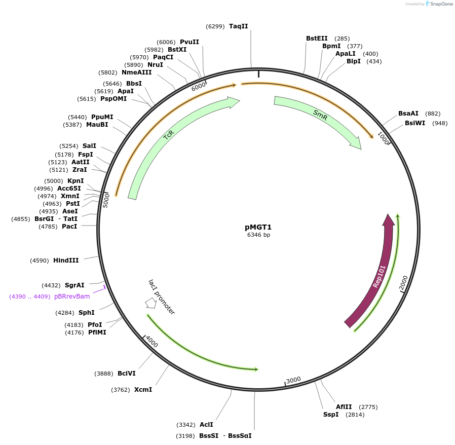 109404-plasmid-map-sequence-id-327052