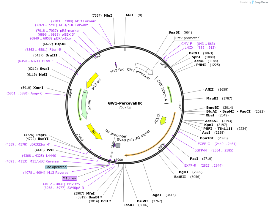 49082-plasmid-map-sequence-id-327064