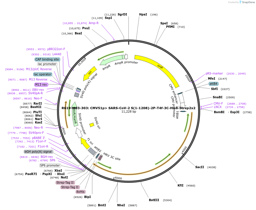 166010-plasmid-map-sequence-id-327070