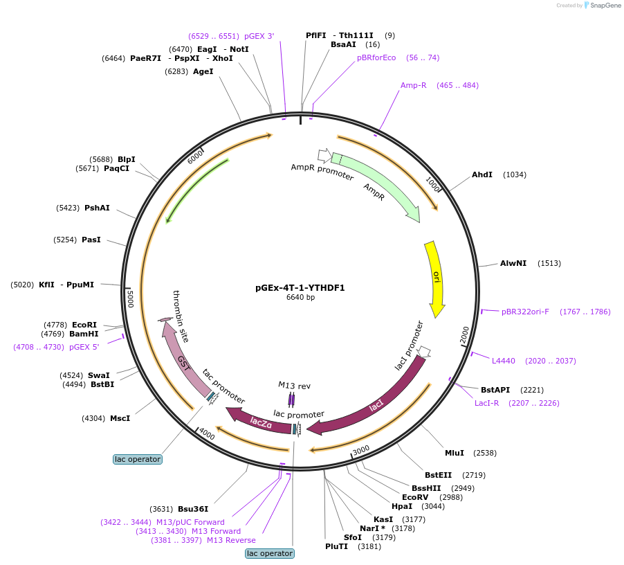 70087-plasmid-map-sequence-id-327075