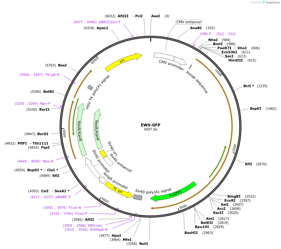 164701-plasmid-map-sequence-id-327076