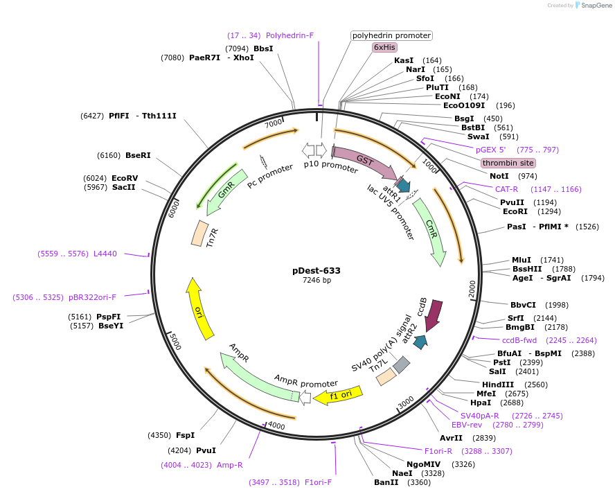 161877-plasmid-map-sequence-id-327078