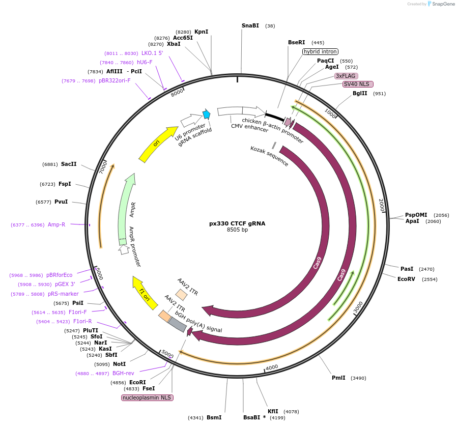 165588-plasmid-map-sequence-id-327080
