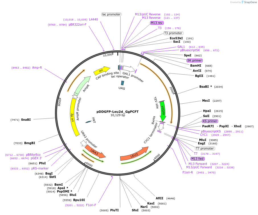 165414-plasmid-map-sequence-id-327082