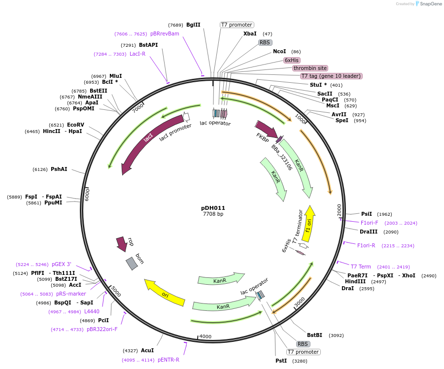 157646-plasmid-map-sequence-id-327084