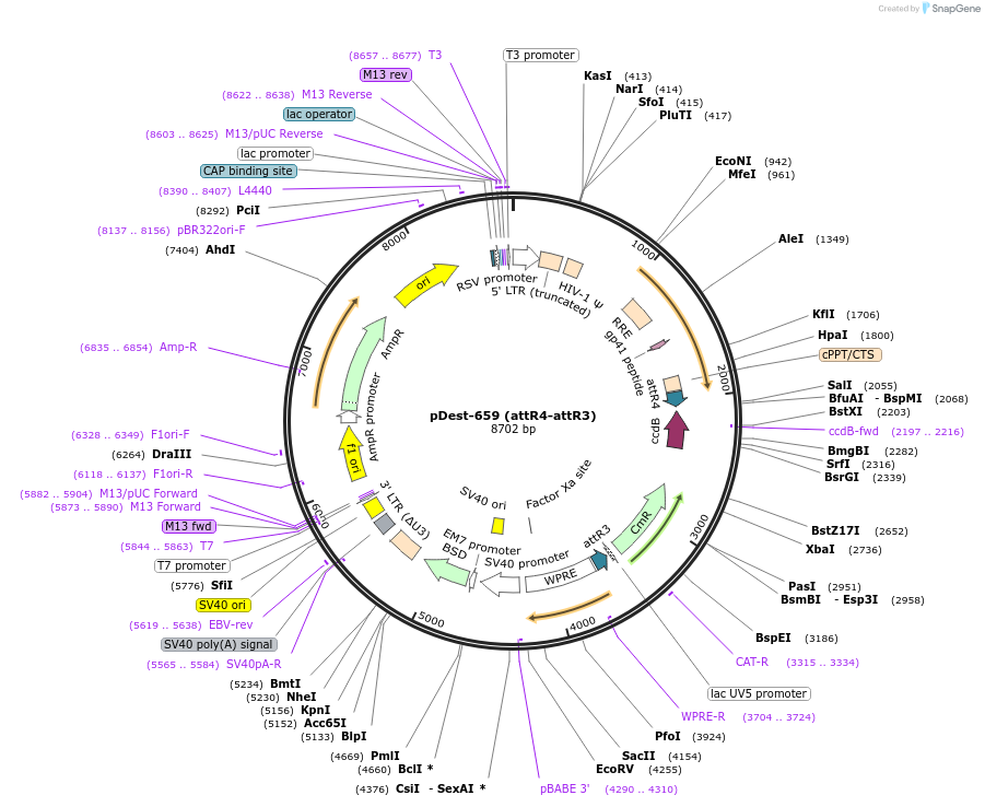 161883-plasmid-map-sequence-id-327085