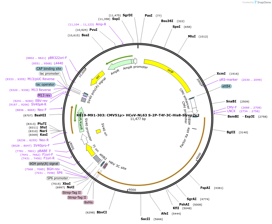 166017-plasmid-map-sequence-id-327090