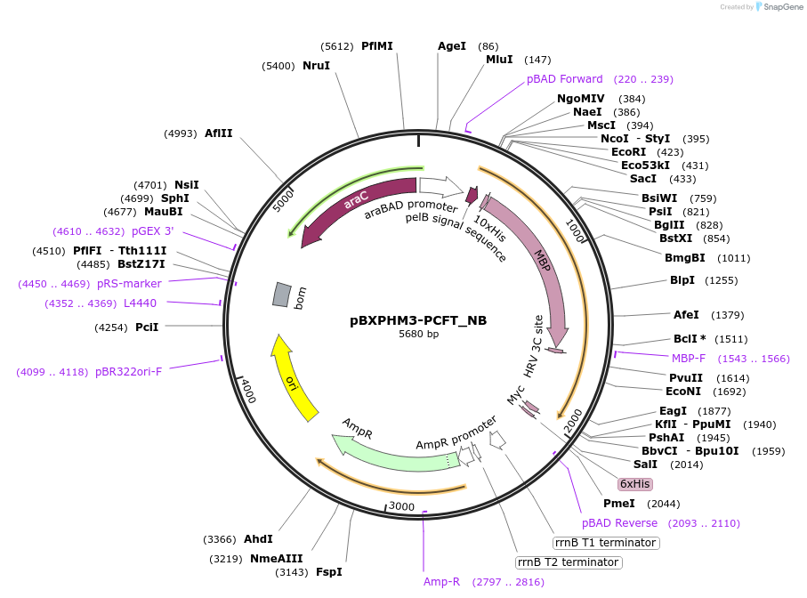 165415-plasmid-map-sequence-id-327091
