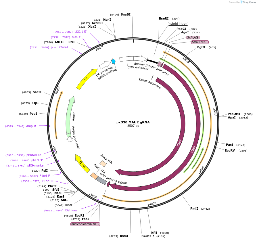 165589-plasmid-map-sequence-id-327131