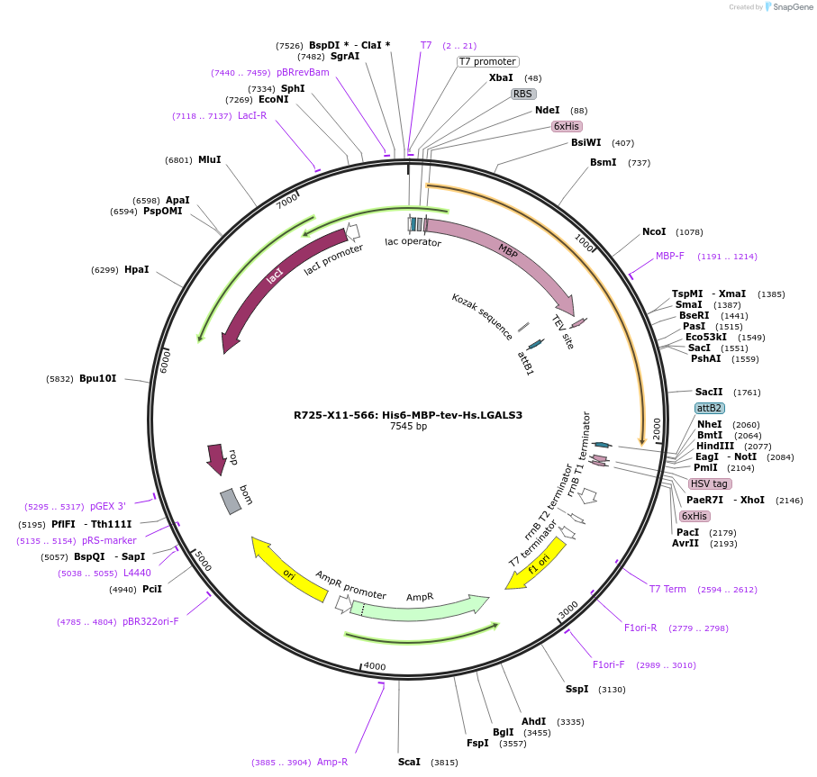 159699-plasmid-map-sequence-id-327133