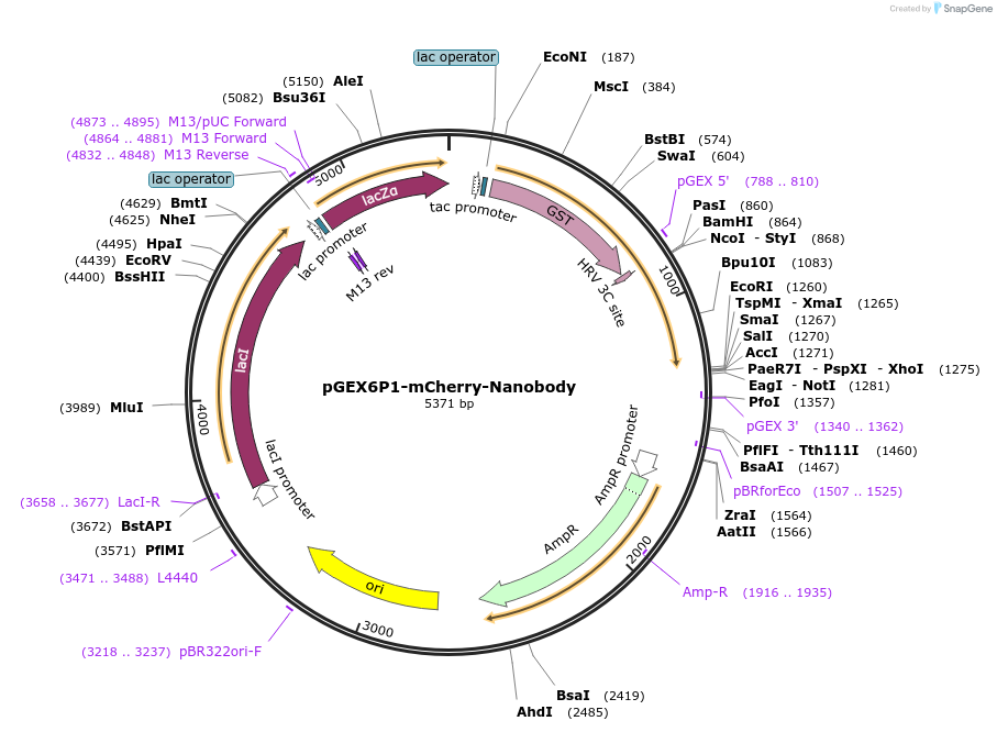 70696-plasmid-map-sequence-id-327137