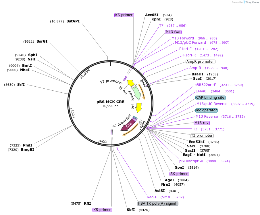 12529-plasmid-map-sequence-id-327138