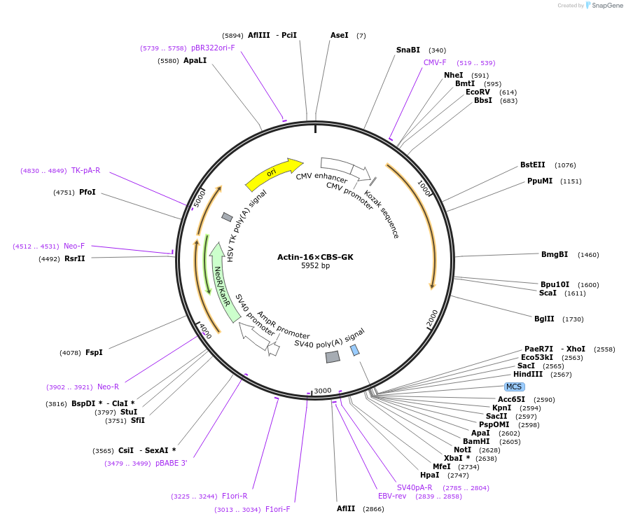164278-plasmid-map-sequence-id-327142
