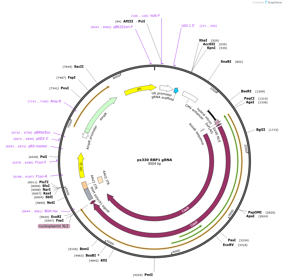 165593-plasmid-map-sequence-id-327143