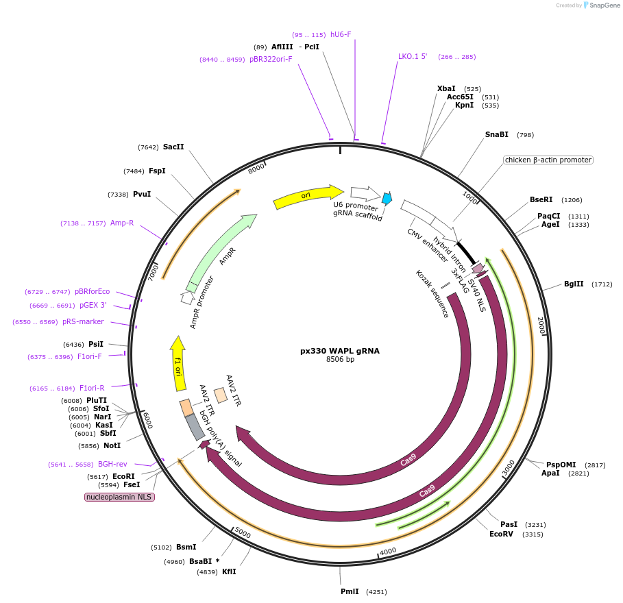 165595-plasmid-map-sequence-id-327145