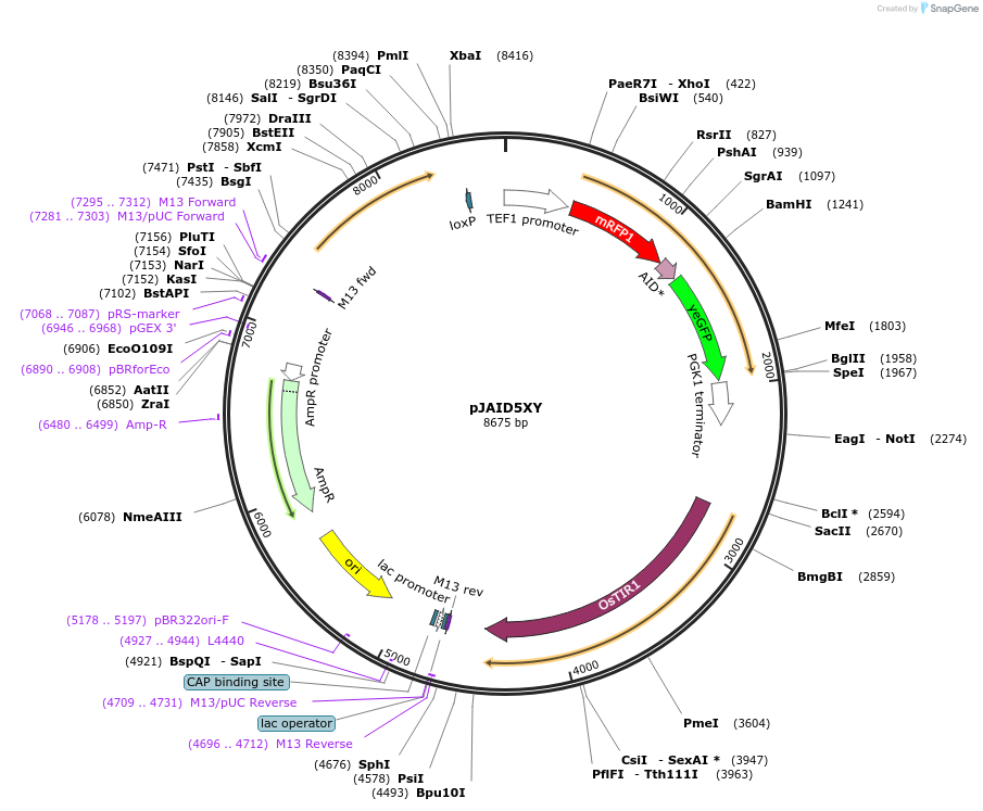 165051-plasmid-map-sequence-id-327149