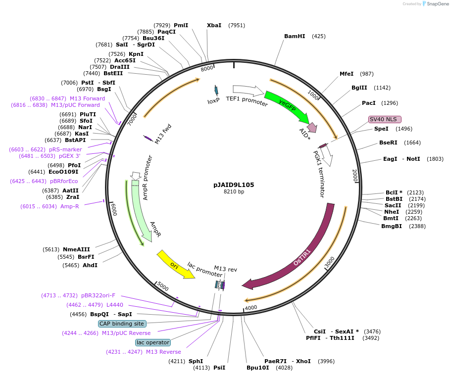 165055-plasmid-map-sequence-id-327154