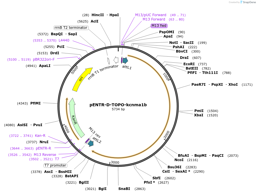 164952-plasmid-map-sequence-id-327162