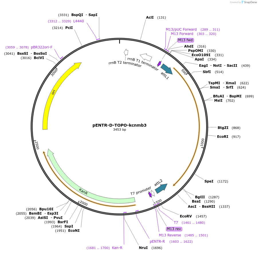 164955-plasmid-map-sequence-id-327165