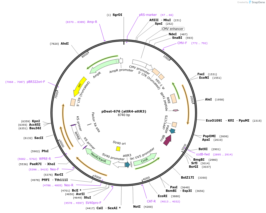 161888-plasmid-map-sequence-id-327166