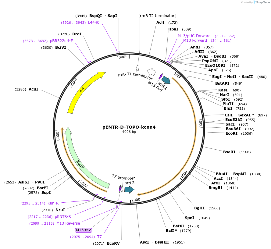 164960-plasmid-map-sequence-id-327168