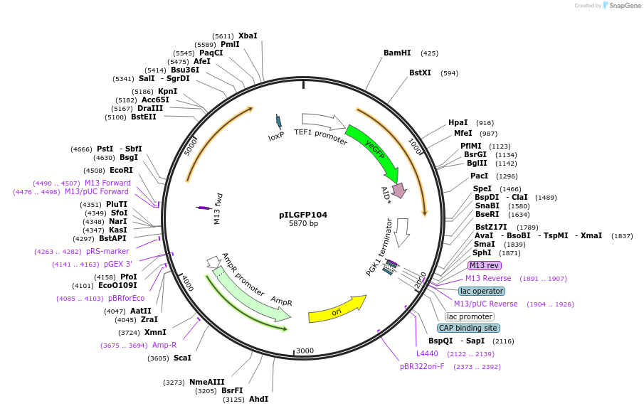 165059-plasmid-map-sequence-id-327174