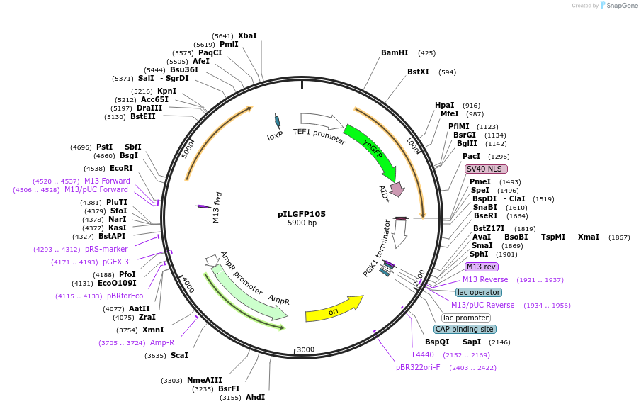 165060-plasmid-map-sequence-id-327175