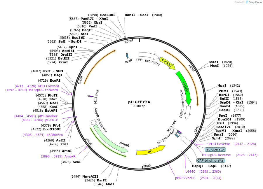 165066-plasmid-map-sequence-id-327180