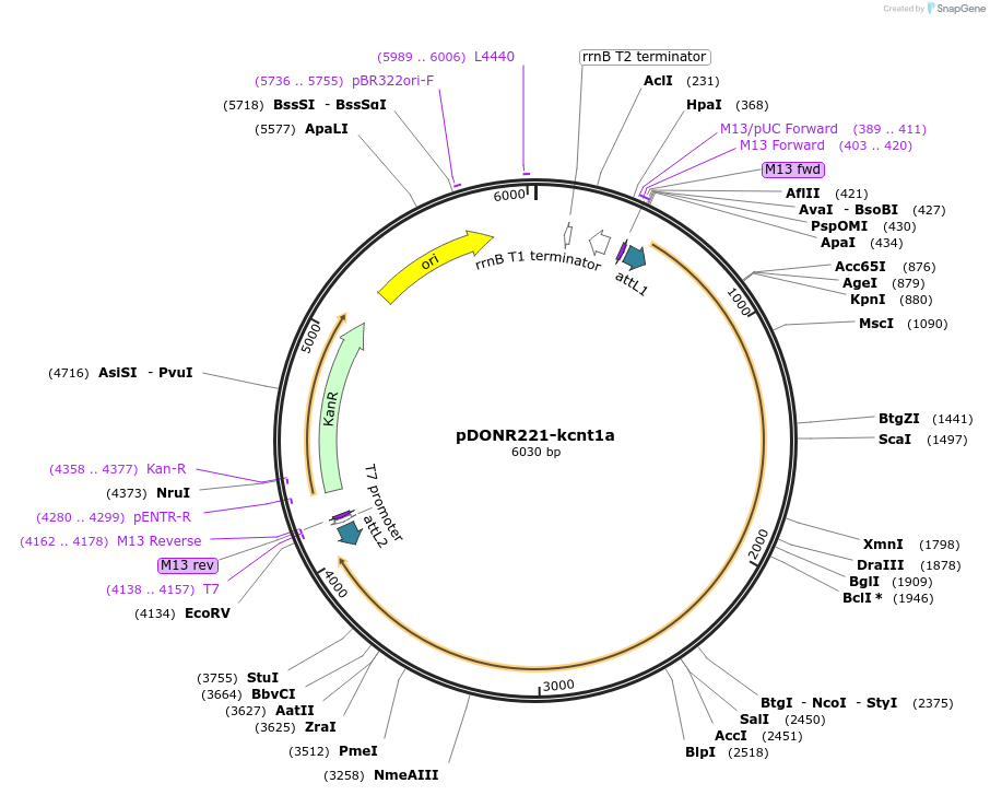 164961-plasmid-map-sequence-id-327182